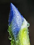 Wet Iris Bud_DSCF03396-401